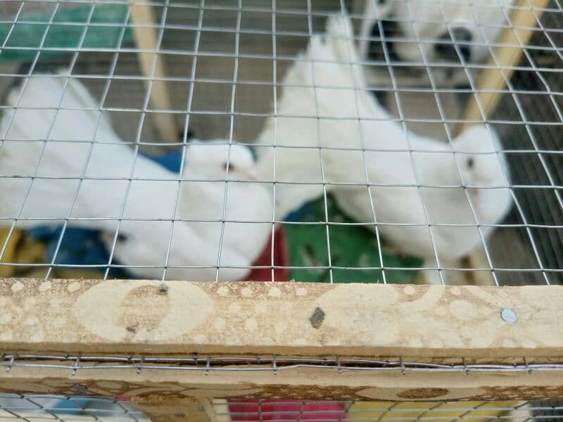 fancy pigeons for sell 4