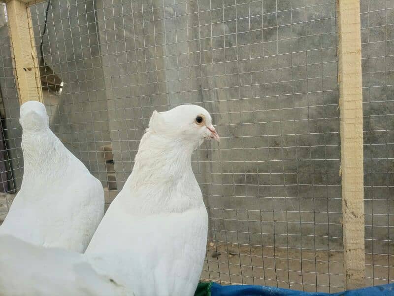 fancy pigeons for sell 5