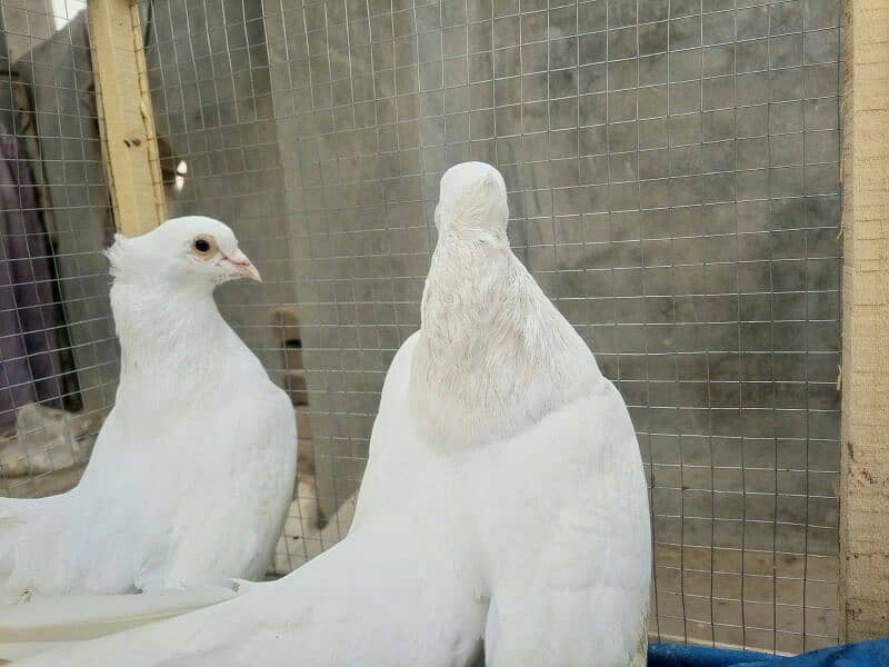 fancy pigeons for sell 6