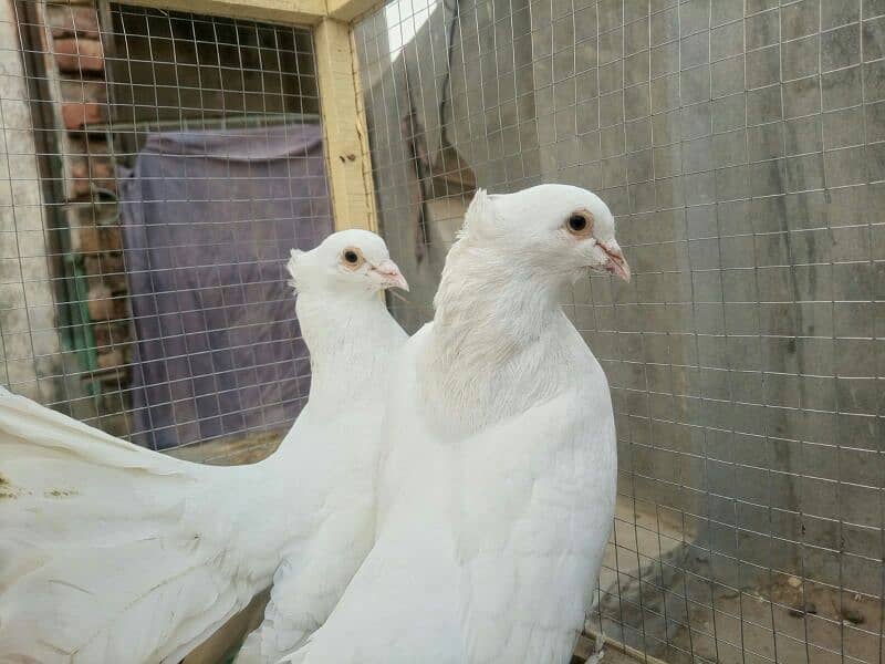 fancy pigeons for sell 7