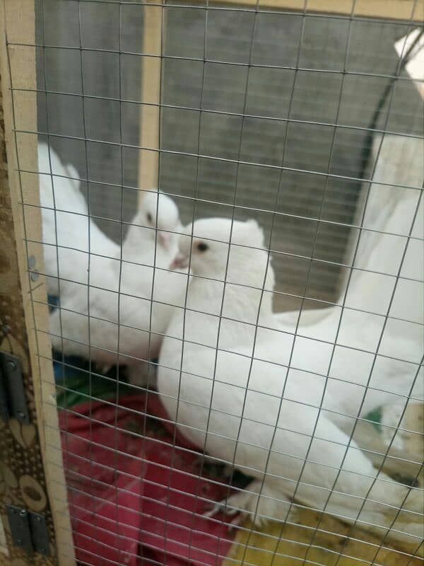 fancy pigeons for sell 8