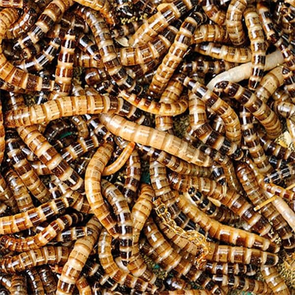 *MEALWORMS USA BREED AVAILABLE*please message if questions 1