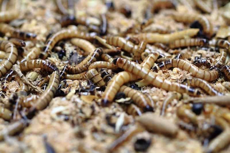 *MEALWORMS USA BREED AVAILABLE*please message if questions 2