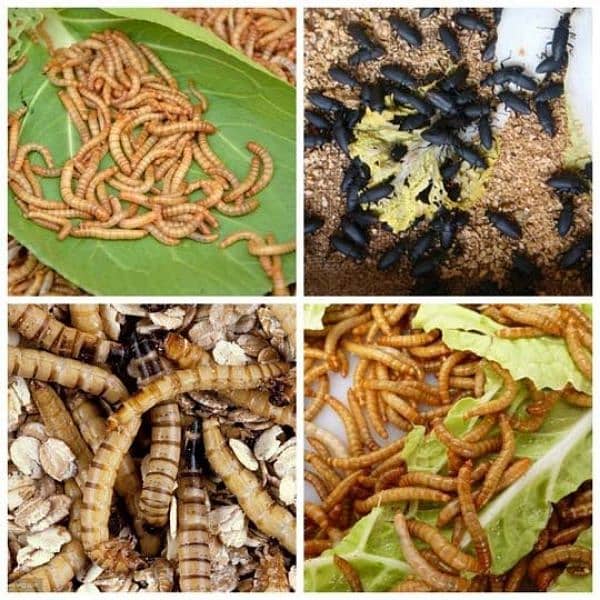 *MEALWORMS USA BREED AVAILABLE*please message if questions 3