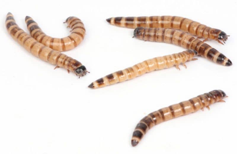 *MEALWORMS USA BREED AVAILABLE*please message if questions 4