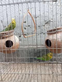 Selling the pair of Australian parrots with its cage