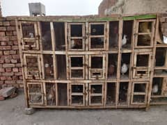 Breeding pair Cage for sale