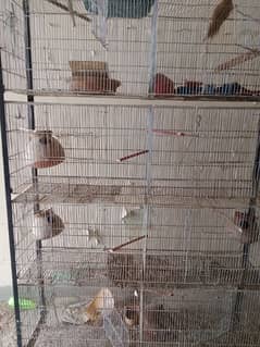 birds cage with matki