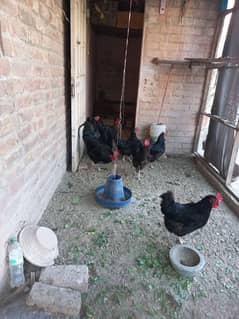 australorp hen for sale. . egg lying. . . 7 female 1 male