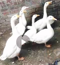 Ducks