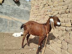 1 bachy wali bakri for sale