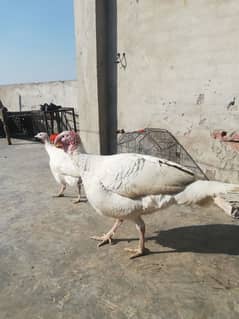 white turkey breeder pair