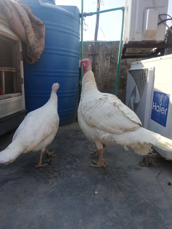 white turkey breeder pair 1