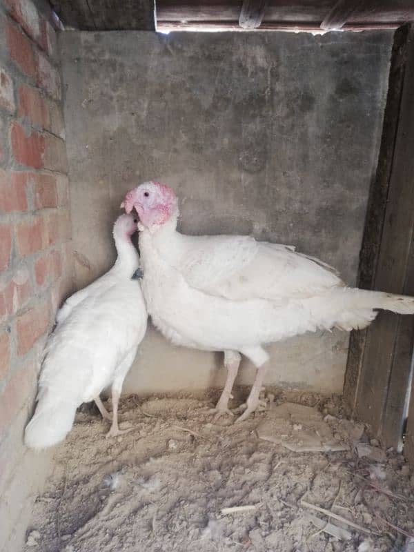 white turkey breeder pair 2