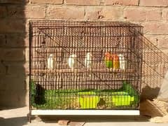 lovebirds for sale with iron cage