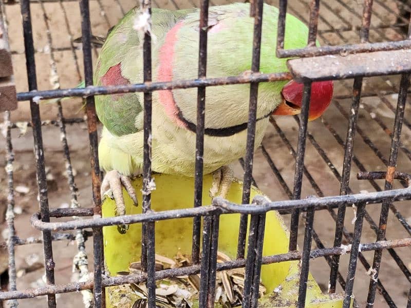 Raw parrot, male 0