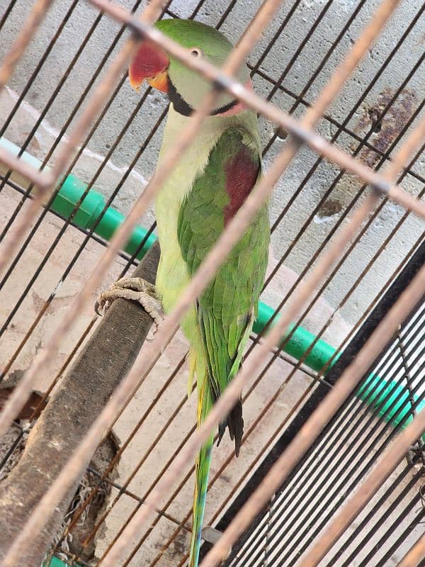 Raw parrot, male 1