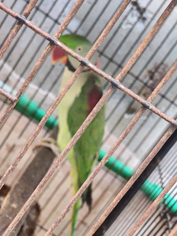 Raw parrot, male 5