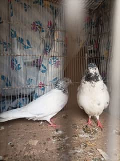 sherazi pigeons for sale