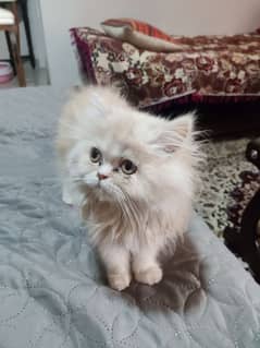 3 months old female Persian cat