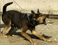 alshesion Bhagyari | Alsatian Bhagyari security Dog For Sale