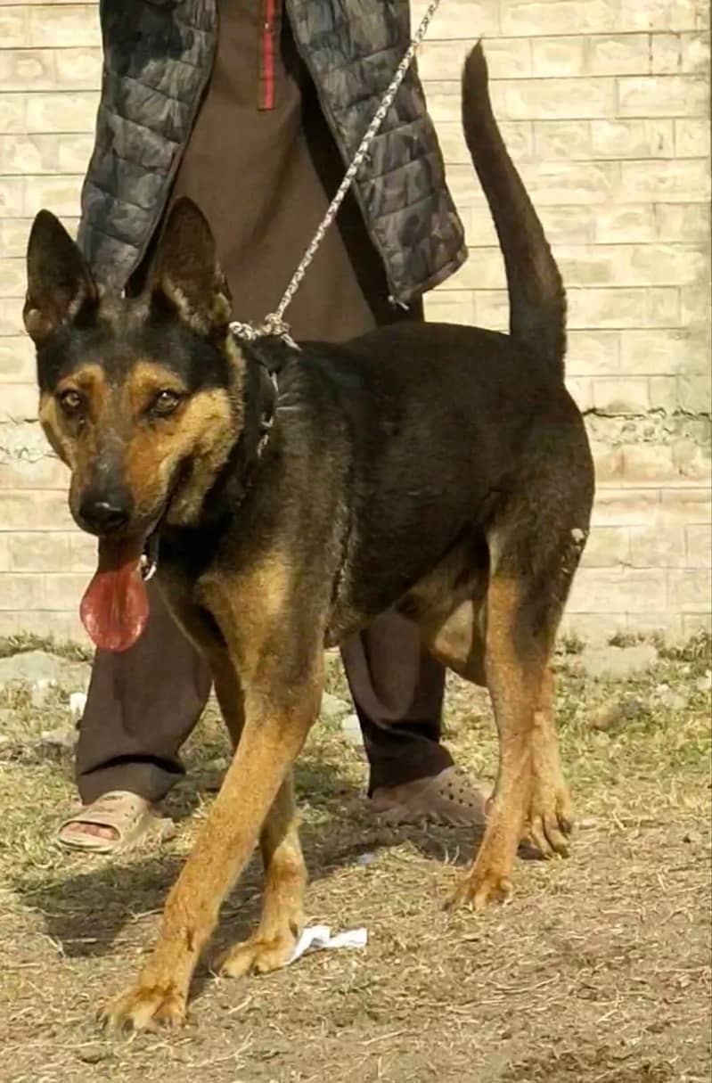 alshesion Bhagyari | Alsatian Bhagyari security Dog For Sale 1