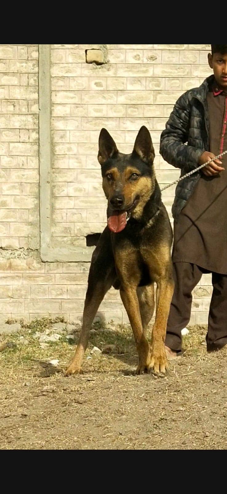 alshesion Bhagyari | Alsatian Bhagyari security Dog For Sale 2