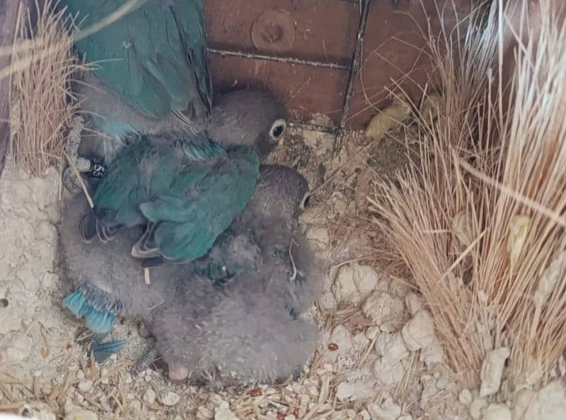 Love Bird Breeder Pair with chicks 3