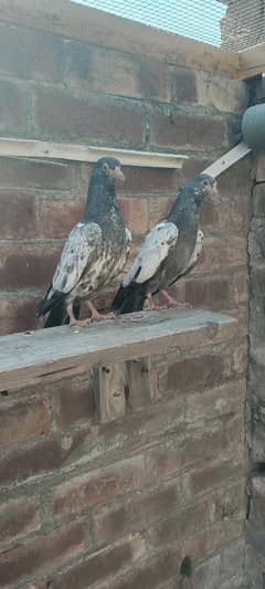 pigeons