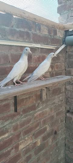 pigeons