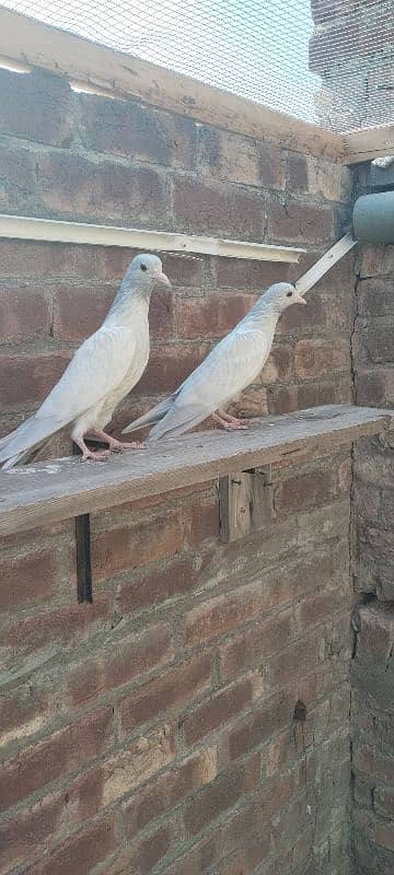 pigeons 1