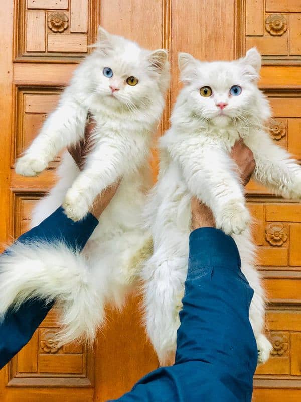 persian cat and kitten's 3