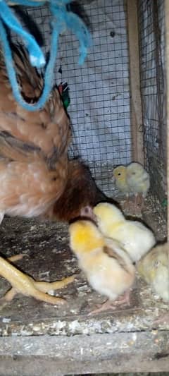 Heera + miawali Chicks available