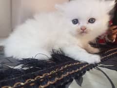 male active playful kitten/healthy /playful /price 15000