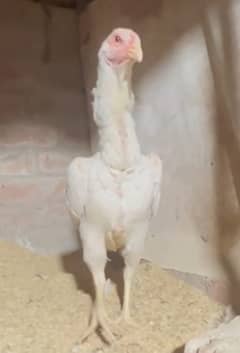 White king shamo /king size/ pure aseel shamo murgha/high quality hen