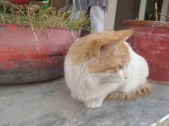 Pregnant Persian Cat pure breed available for sale in very low price