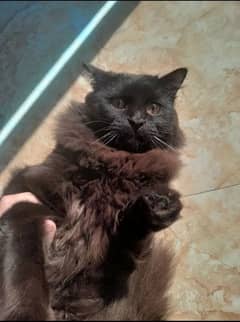 persian cat for sale punch face triple coated black and brown mix