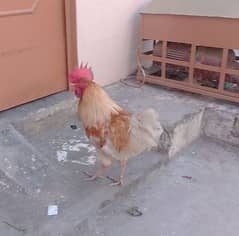 Pure Hen Murgha - Desi cock - home Grown