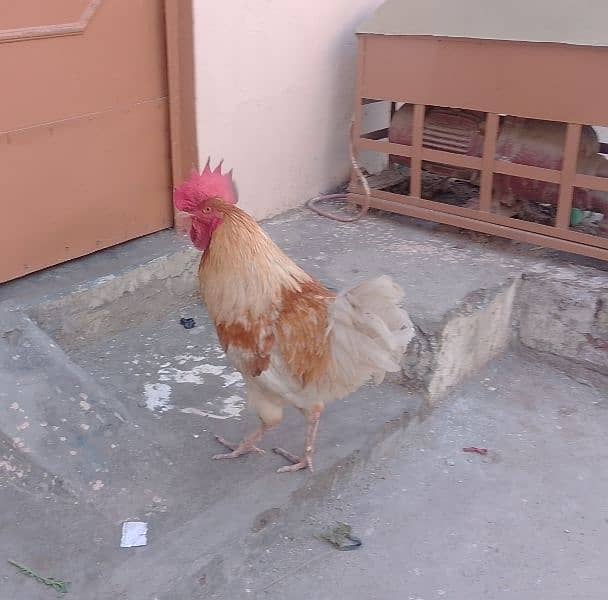 Pure Hen Murgha - Desi cock - home Grown 0