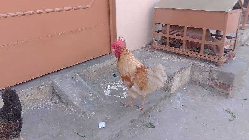 Pure Hen Murgha - Desi cock - home Grown 1