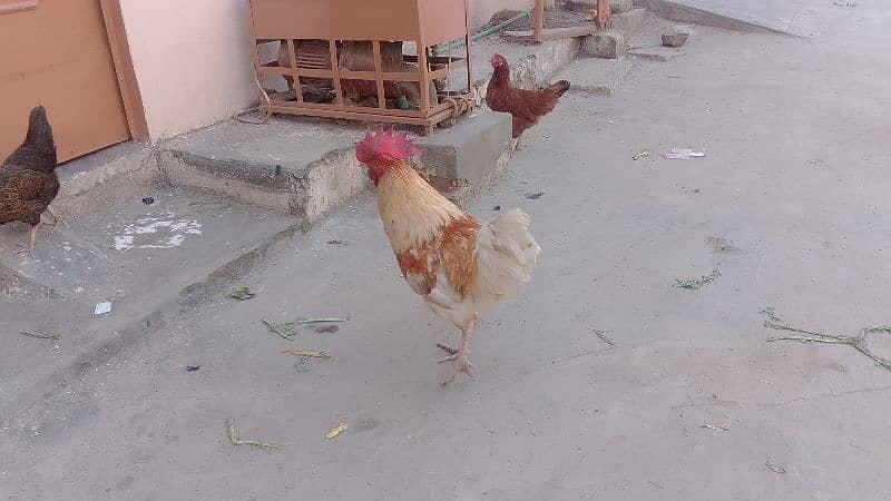 Pure Hen Murgha - Desi cock - home Grown 2