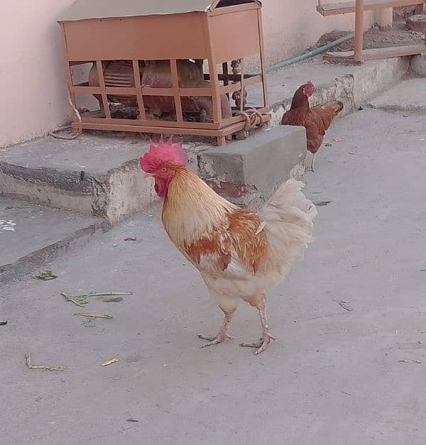 Pure Hen Murgha - Desi cock - home Grown 3