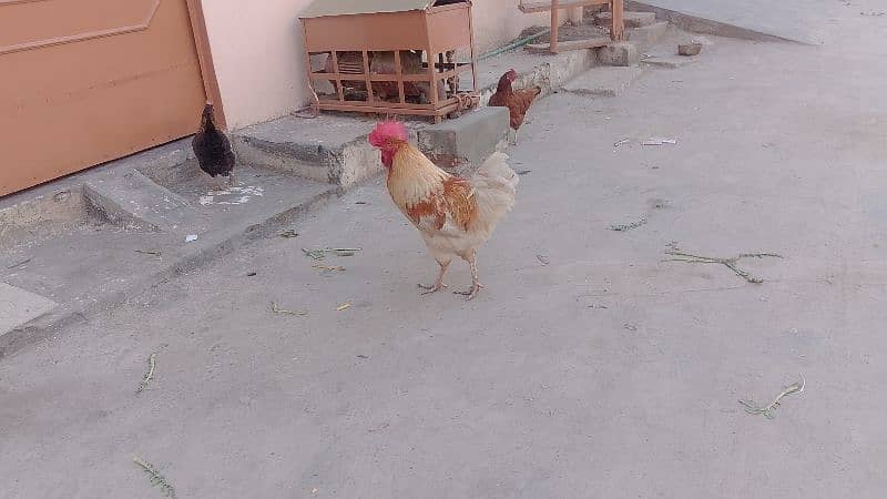 Pure Hen Murgha - Desi cock - home Grown 4