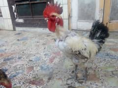 pair of hen