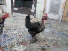 Aseel
