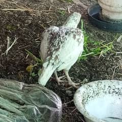 white aseel chick and eggs