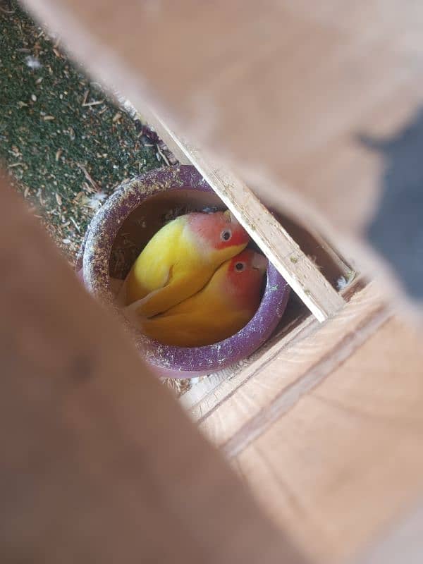 3 pair of Parrots 6