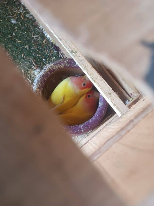 3 pair of Parrots 8