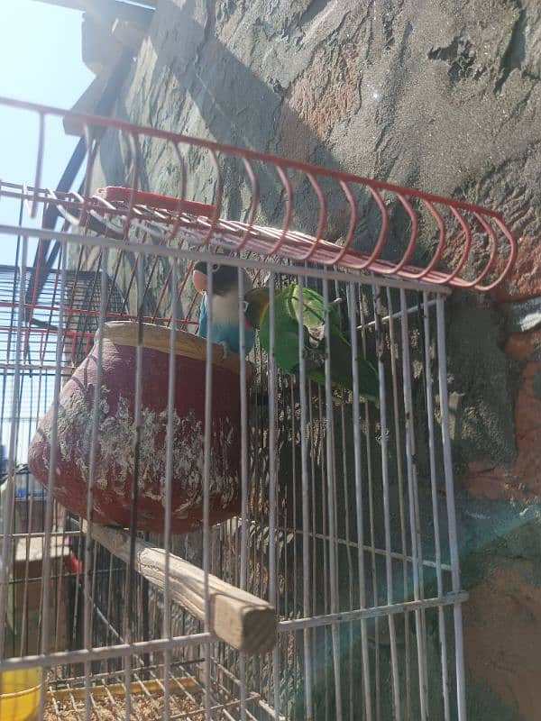 3 pair of Parrots 11