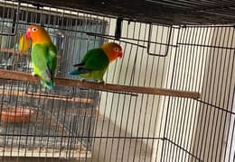 Lovebird Breeder pair